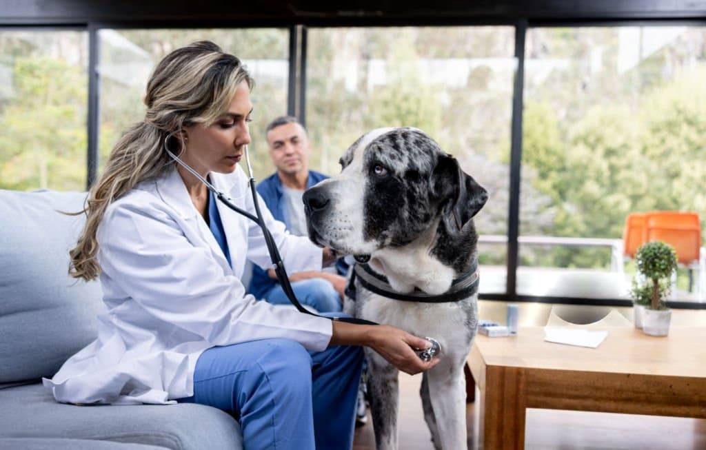 Veterinario atendiendo a una mascota en casa