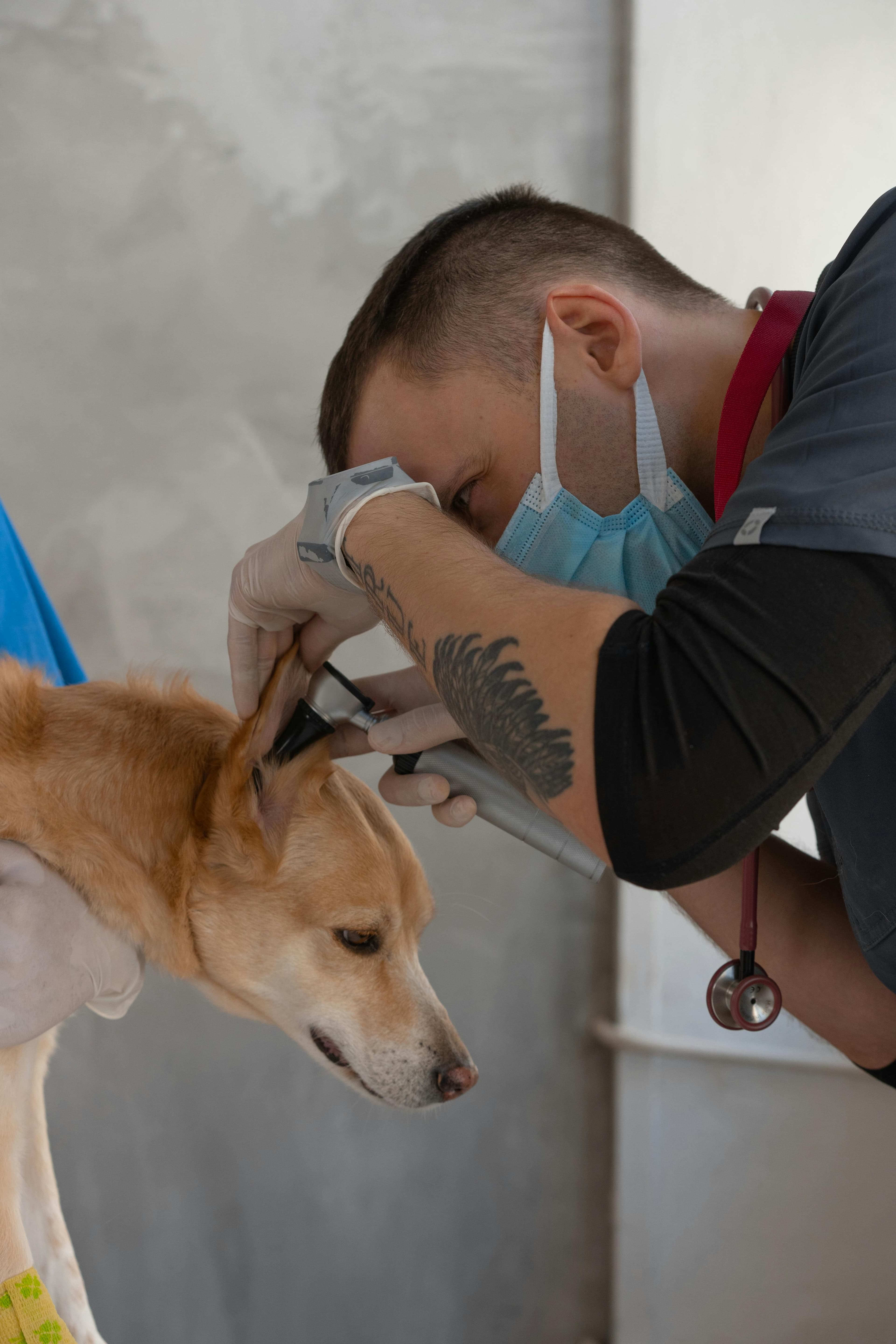 Consulta veterinaria a domicilio
