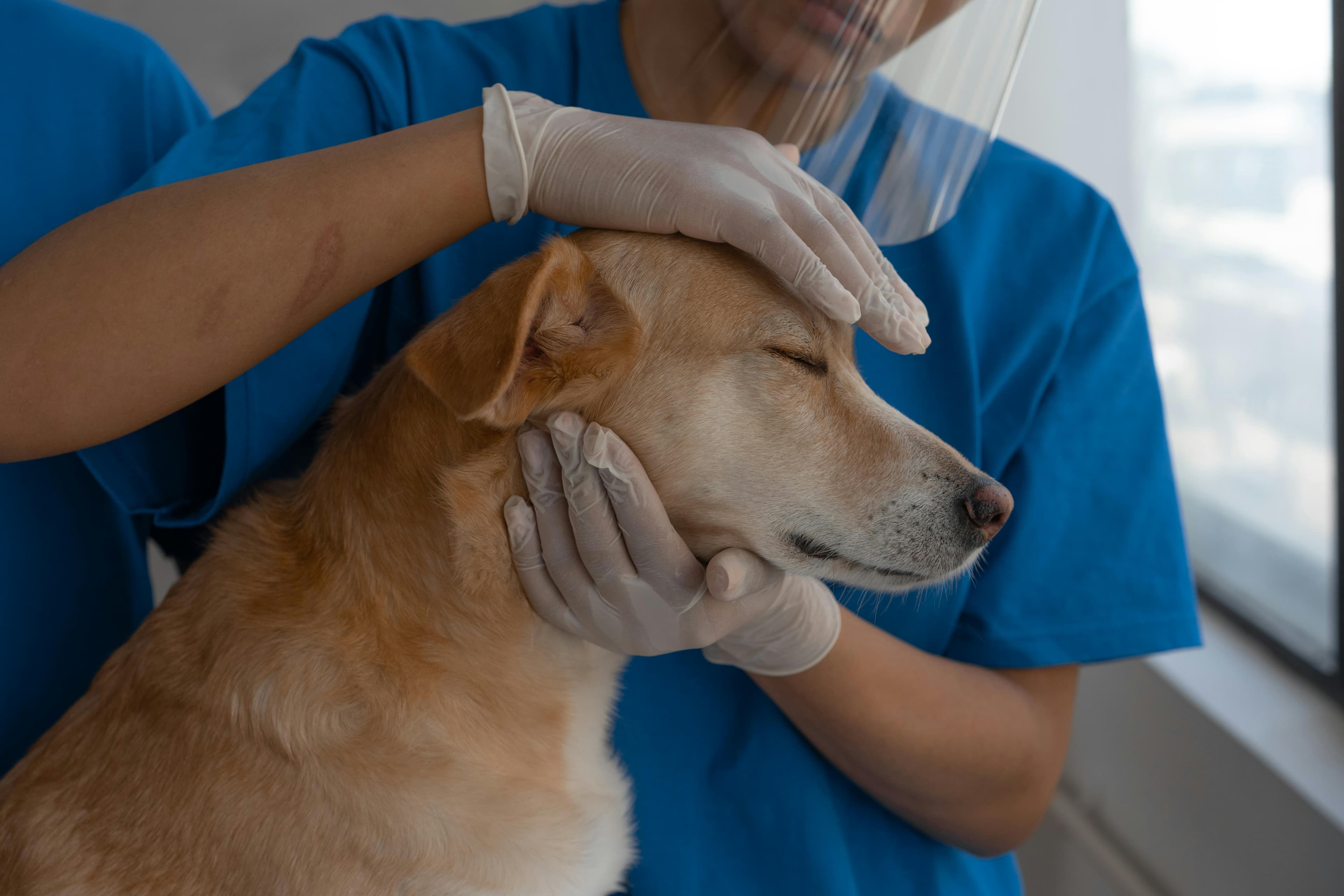Emergencias veterinarias a domicilio