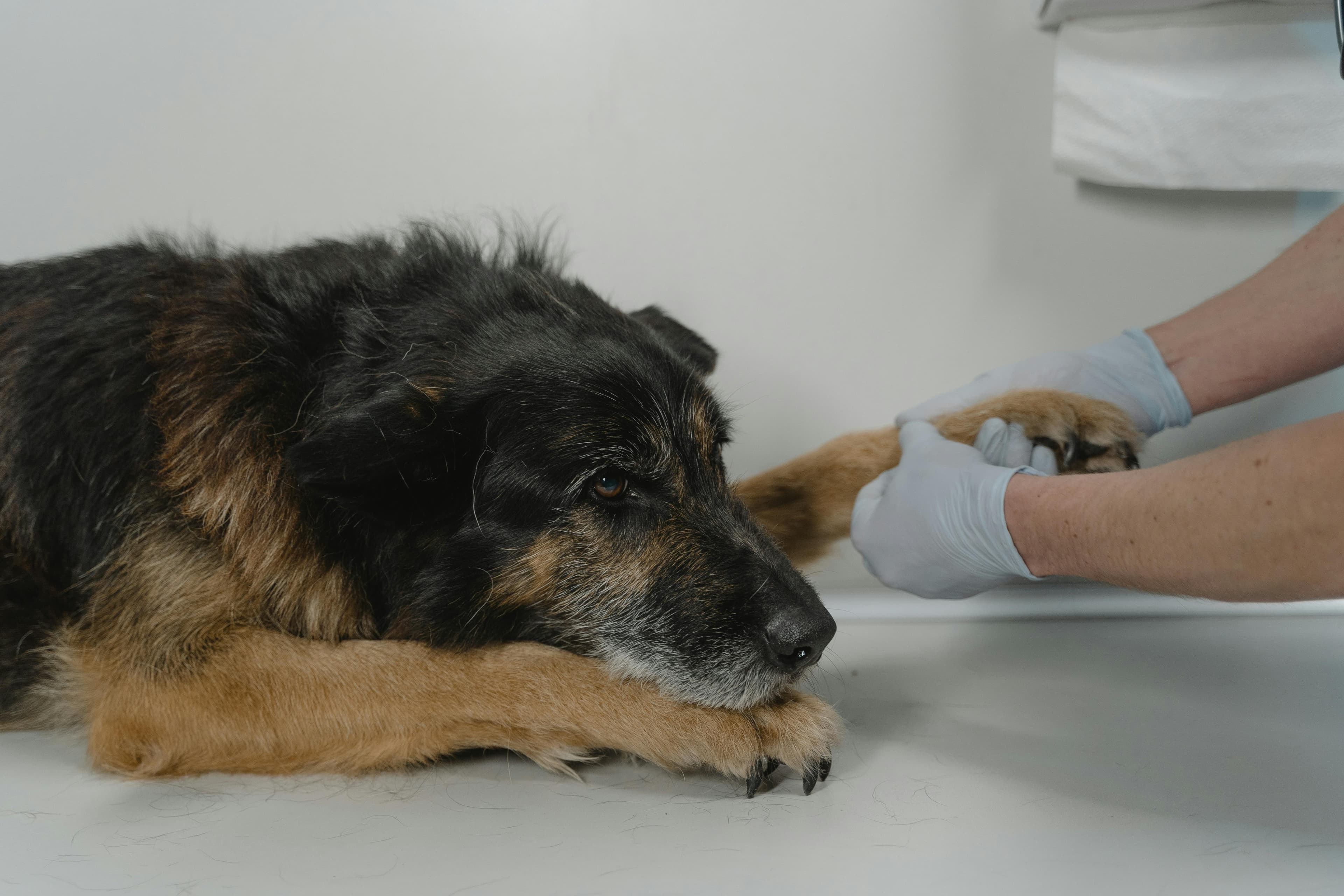 Vacunación de perros y gatos a domicilio en Quito